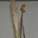 100pcs Dried Wheat Grass Decor & 15 Stems Yellow Billy Balls Buttons, Dried Flowers Bouquet, Fall Flowers Decoration, Wheat Stalks Bundles, Corn Stalks Wheat Decor Autumn Floral