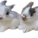 VICASKY 4pcs Easter Rabbit Figurines,Realistic Mini Furry Bicute Bunnies for Basket,Lifelike Bunny Animals Desktop Decorative Statue Ornaments Party Supplies