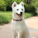 PET ARTIST Soft Cotton Dog Collars for Large Dogs in Rustic Brown, Simple Dog Collar with Quick Release Metal Buckle & D Ring, L Size (15-23")