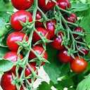 8 x Seeds Red Cherry Tomato Tall Bush Heirloom Vegetable Non-GMO