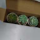 Der Rose 3 Pack Small Fake Plants Succulents Plants Artificial in Pots for Home Office Desk Decor for Women (Green)
