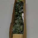 Winlyn 20 Pcs Mixed Artificial Oval Eucalyptus Leaves Bulk with White Seeds Stems and Spray for Vase Floral Wreath Bouquets Wedding Greenery Decoration