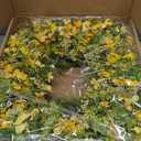 24-26 Yellow Faux Silk Wild Flower Spring Summer Easter Wreath for Front Door  Artificial Green Eucalyptus Leaves Farmhouse Front Porch Wall Wreath  All Season Outdoor and Indoor Use