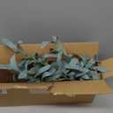 Hairui Lighted Olive Branches with Timer 24IN 72LED Battery Operated, Artificial Greenery Olive Tree Branch with Fairy Lights for Wedding Christmas Home Indoor Outdoor Decoration