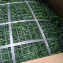 20"x20" (16P), Artificial Greenery Grass Wall Backdrop, UV-Anti