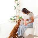 Freeze-Dried Dog Treats  Harvest Meatballs  Ground Beef, Turkey, Pumpkin, Sweet Potato & Cinnamon  Natural Treats for Small, Medium & Large Dogs  No Preservatives  7 oz Bag (1 Count (Pack of 1))