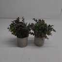 2 Pack Small Fake Plants Christmas Plants Eucalyptus Potted Artificial Plants for Home Indoor Fireplace Mantel Shelf Desk Home Bathroom Farmhouse Room Coffee Christmas Table Decor Xmas Decor (Purple)