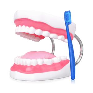 Ultrassist Ultrassist Mouth Model Metal Hinge for Speech Therapy, Ideal Brushing Teaching Dental Teeth Model for Kids and Children, 6 Times Enlarge, Includes Toothbrush