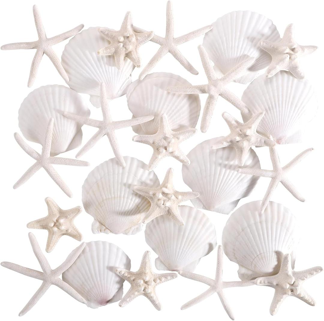 PPCLION 24 PCS Natural Starfish 2-4" and Scallop Shell for Crafts Making Beach Theme Party Wedding Decoration, Home Wall Decor, Christmas Ornaments
