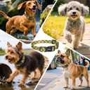 2 x Kazazoo Dog Collar Cute and Soft Nylon Puppy Collar for Boy and Girl, Adjustable Dog Collars for Small Medium Dogs, Yellow&Blue Plaid-S