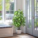 FLOWORLD Artificial Golden Dieffenbachia 4ft Tall Artificial Plants Indoor Decorative Silk Plants Potted Faux Tropical Tree Lifelike House Floor Large Fake Tree for Home Living Room
