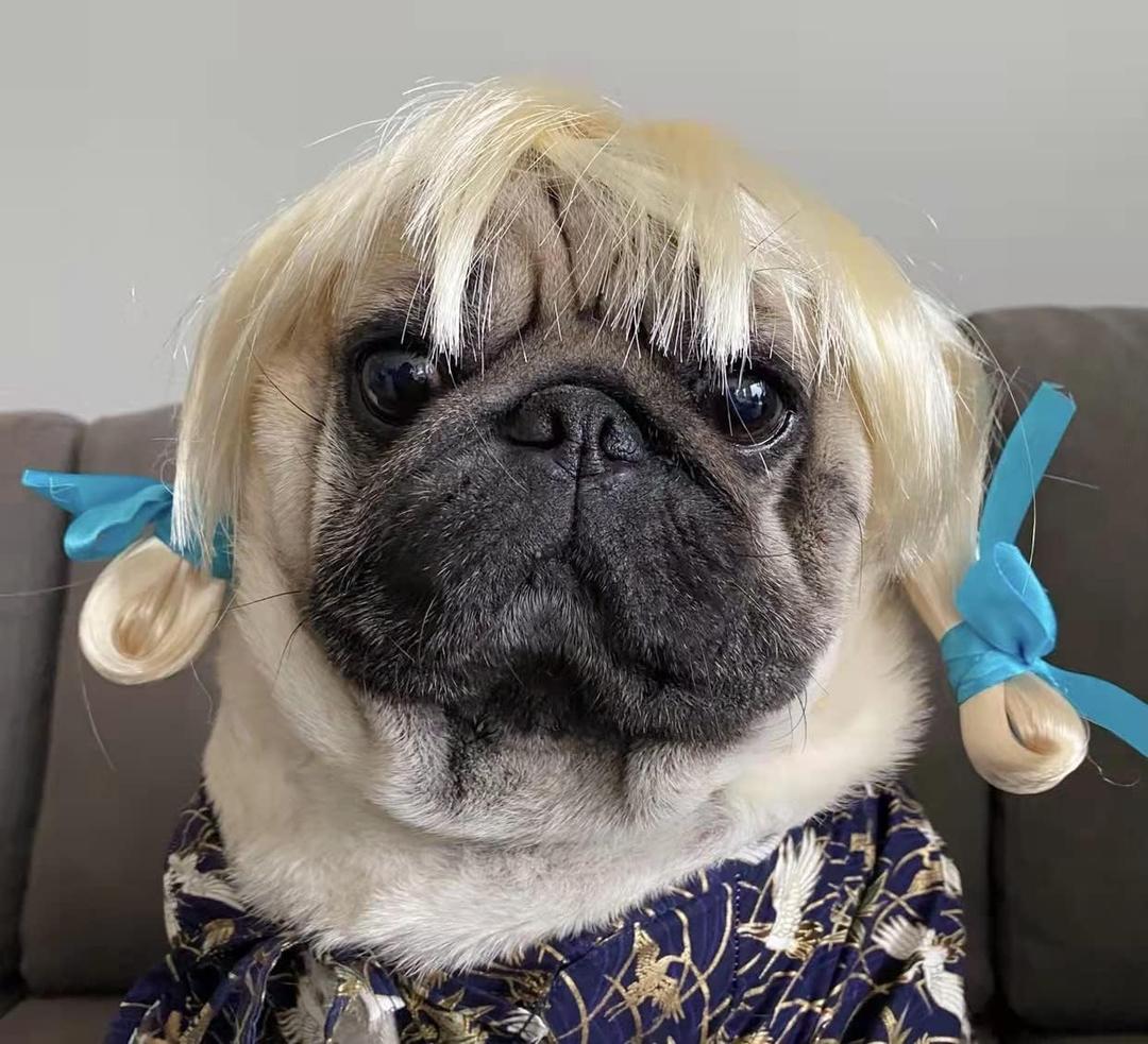 9 x Funny Dog Cat Cosplay Wig, Pet Wigs for Halloween, Christmas, Parties, Festivals, Dog Wigs for Small Medium and Large Dogs(Golden Braid)