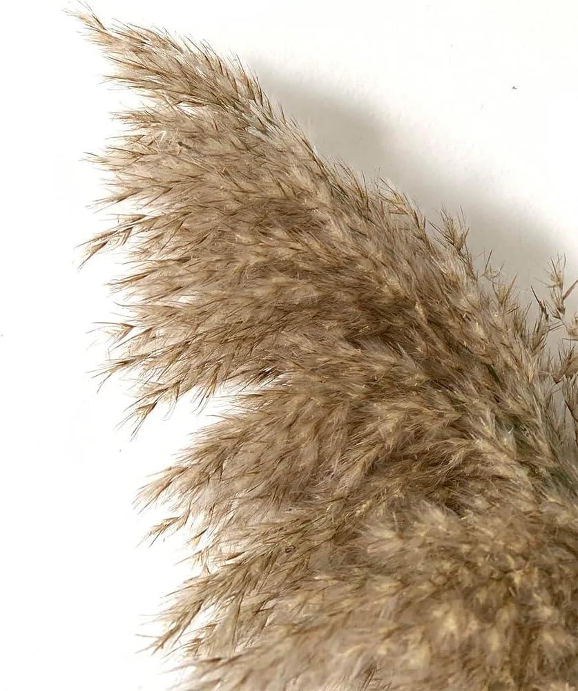 Dried Pampas Grass Decor, 8 Pack