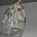 Wellden Product Anatomical Human Skeleton Model, 1/2 Life Size, 85cm/33.5"