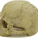 JIHAQUA Aquarium Resin Skull, Reptile Tank Accessories Ornament Basking Snake Hide Decor Habitat