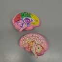 Cross Section Foam Brain Model, Great Educational Tool for Learning & Teaching Human Anatomical Function, Psychology, Biology or Science, Easy to Use & Includes 2 Half Pieces Labeled with Figures