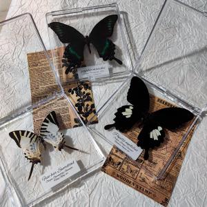 8pcs Handcrafted Framed Real Butterfly Artwork: Stunning Decor and Gift for Home, Office, Birthday, Gallery, Classroom, Science Fair and More
