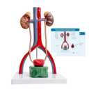 Male Urinary System Anatomy Model, Human Life Size Removable Bladder Kidneys Ureters and Adrenal Glands with Product Manual Card and PVC Base Labeled Numbered for Medical Education Study