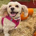 Best Pet Supplies Voyager Step-in Air Harness - All Weather Mesh, Reflective, No Pull Harness for Dogs, Cats - Secure with Hook & Loop Fastener, Buckle, Double D-Rings - Fuchsia, M