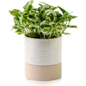 Nihow Self Watering Plant Pot: 6 Inch Ceramic Planter with Drainage Hole & Water Storage Plus for Indoor & Outdoor Plants - Cylinder Round Flower Pot for Succulent/Herbs/Violets - Cream White & Brown