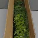 Christmas Cedar Garland Artificial Realistic Green Faux Real Touch Winter Pine Garland for Mantle Fireplace Wall Table Indoor Outdoor Decoraiton 6FT