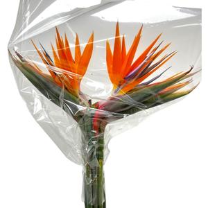 10 Strelitzia fresh cut flowers Elegant gesture Looking up Gifts for home decoration birthdays anniversaries healing sympathy friendship and love