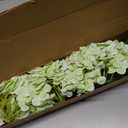Waipfaru 21" Real Touch Hydrangea Artificial Flowers with Long Stem & Leaves, Full Latex Faux Hydrangea Flowers for Home Decor Party Floral Arrangements Wedding Bouquets Centerpieces, Green 3Pcs