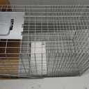 Havahart Large 1-Door Live Animal Trap for Raccoons, Cats, Bobcats, Beavers