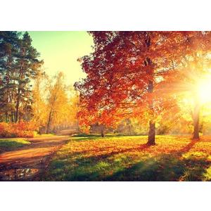 CapiSco 10x8Ft Fall Photography Backdrop Autumn Forest Scenery Backdrop Sunshine Maple Red Tree Leaves Photography Background for Thanksgiving Party Decoration Banner Baby Shower Studio Props