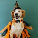 Halloween Dog Collar,Pumpkin Fall Dog Collars for Large Puppy Dogs Party