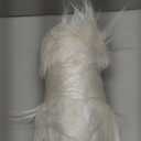 Phantoscope Pack of 2 Faux Fur Solid Throw Decorative Pillow Cover Cushion Covers Luxury Soft Halloween Decorative Pillowcase Fuzzy Pillow Covers for Bed/Couch, Cream White 18 x 18 Inches