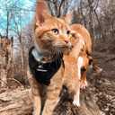 rabbitgoo Cat Harness and Leash for Walking, Escape Proof Soft Adjustable Vest Harnesses for Cats, Easy Control Breathable Reflective Strips Jacket, Black, M