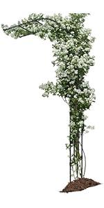 Garden Arch
