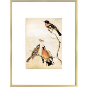 11x14 Picture Frame, Brass Metal Photo Frames with HD Glass, Fits 8x10 with Mat or 11 x 14 without Mat, Display for Wall and Table, 1 Pack