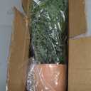 Artificial Fern Plants in Pots Artificial Boston Ferns Potted Plants Faux Fern Bush Plant Shrubs Greenery for Outdoor Indoor Porch Patio Farmhouse Garden Living Room Office Table Decor 