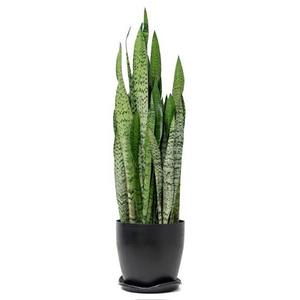 Faux Snake Plants 31in Artificial UV Resistant Snake Outdoors Fake Sansevieria Plastic Plant with Large Green Leaves Greenery for Home Indoor Floor Office Store Front Porch Decorations
