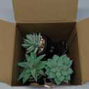 Der Rose 3pcs Fake Succulents Plants Artificial for Black Bathroom Bedroom Home Living Room Halloween Decor Aesthetic Indoor