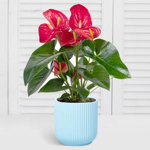 WHOLE HOUSEWARES Ceramic Planter Pot - Planters for Indoor or Outdoor Plants - Moden Plant Pot - Sturdy Flower Pot for Indoor Plant - Retro Planter with Drainage Hole - Light Blue