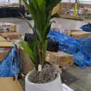 Nearly Natural 46in. Dracaena Artificial Plant in White Planter with Stand (Real Touch)