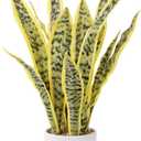 Artificial Realistic Snake Plant 21.5" with White Pot | Fake Sansevieria Greenery Plants Faux Snake Plant for Home Office Living Room Housewarming Gifts Indoor Decor-LightYellow