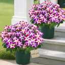 MARTINE MALL Artificial Flowers for Outdoors, 2 Potted Realistic Fake Outdoor Flowers, UV Resistant Silk Petunia Flower for Outside Look Real Faux Flower Plants in Pot for Porch Garden Decor, 20''