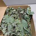 Winlyn 20 Pcs Mixed Artificial Oval Eucalyptus Leaves Bulk with White Seeds Stems and Spray for Vase Floral Wreath Bouquets Wedding Greenery Decoration