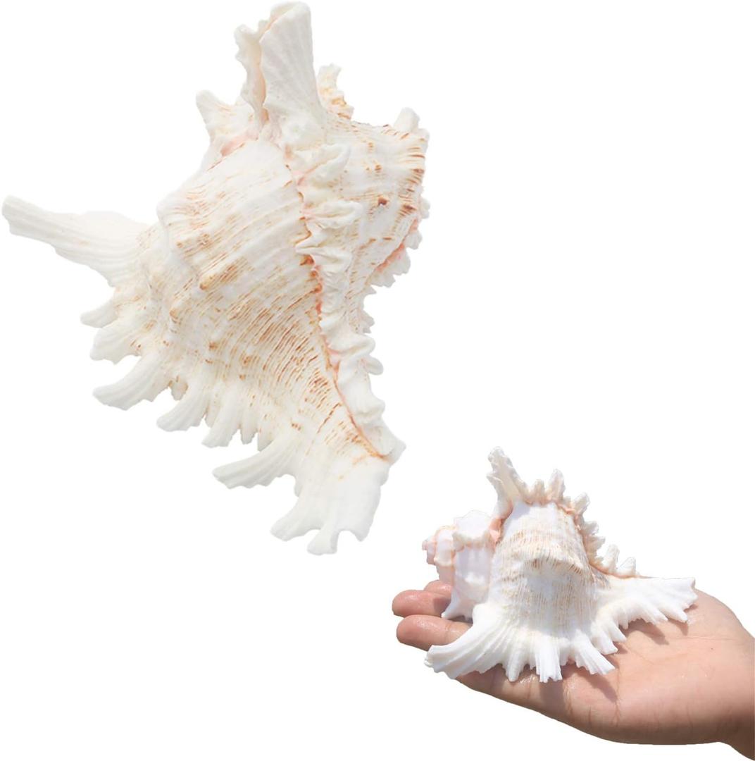 SINKOO 2PCS Conch Shell Large Natural Seashells 4-5.3 Inch Perfect for Fish Tank Wedding Decor Beach Theme Party, Home Decorations, DIY Crafts