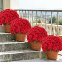6 Pcs Artificial Geranium Flowers for Outdoors Geranium Silk Red Flower Outdoor UV Resistant Garden Plants Faux Flowers for Christmas Home Kitchen Table Centerpieces Decor