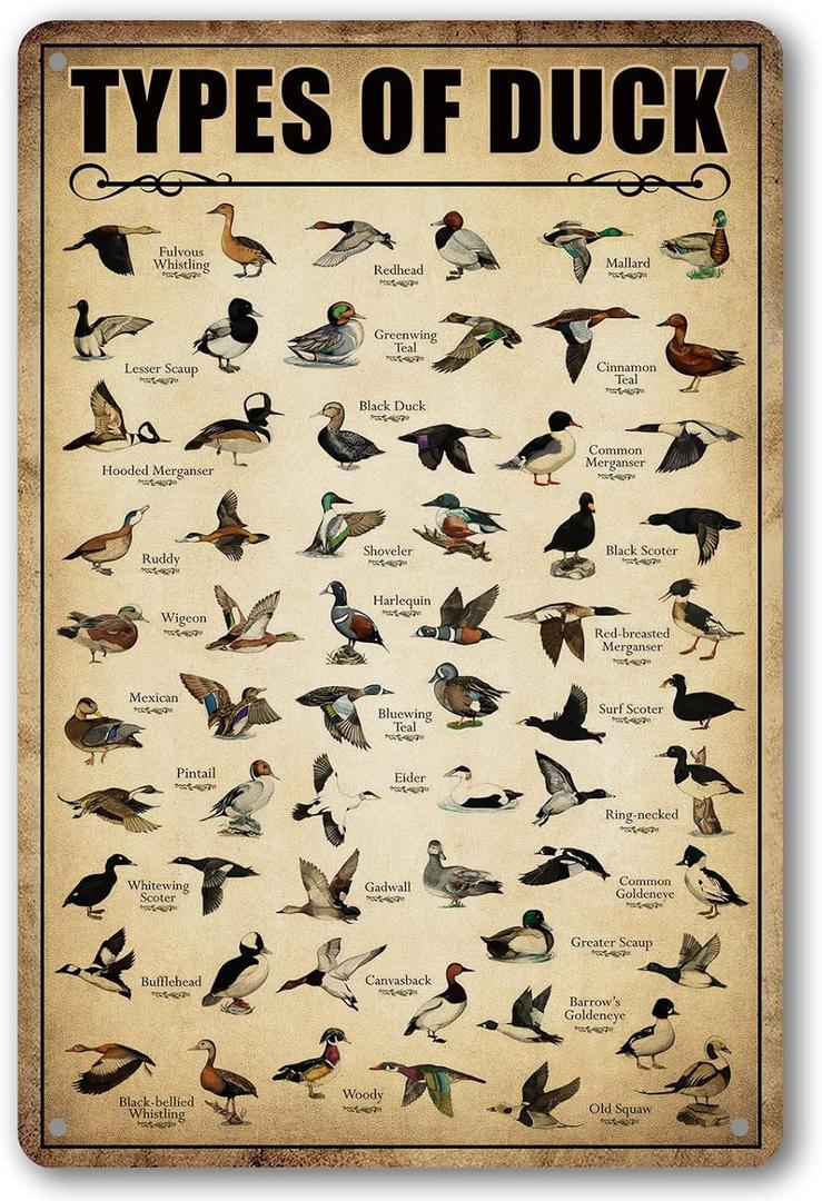 Type Of Duck Tin Sign Duck Hunting Decor Mallard Ducks Knowledge Metal Signs Vintage Duck Hunting Decorations For Home Kitchen Bathroom Duck Wall Art Decor Poster 8 x 12 Inch (Duck)
