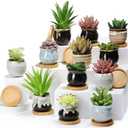 Remerry 12 Pcs Small Succulent Pots Bulk with Drainage Assorted 2.5 Inch Mini Ceramic Succulent Planters Pot with Coaster Bamboo Plant Tray Planting Pots for Home Office Garden (Rich Color)