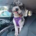 Best Pet Supplies Voyager Step-in Air Harness - All Weather Mesh, Reflective, No Pull Harness for Dogs, Cats - Secure with Hook & Loop Fastener, Buckle, Double D-Rings - Purple, XL