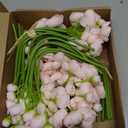 32Pcs Ranunculus Artificial Flower, Faux Silk Mini Ranunculus Flowers for DIY Bouquet, Bulk Fake Peony Wedding Filler Flowers for Centerpieces Arrangements Bridal Shower Decorations Light Pink