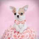 2 x Elegant Little Tail American Flag Bow Tie Dog Collar, Cute Heart Dog Bowtie, Valentine's Day Gift for Small Dogs (Small (Pack of 1))