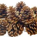 16 Pack Large Natural Pinecones, 1.97" - 2.95" Christmas Ornaments for DIY Crafts, Home Decorations, Thanksgiving Decorations, Fall and Christmas, Wedding DecorGolden